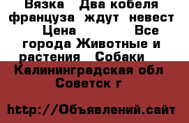  Вязка ! Два кобеля француза ,ждут  невест.. › Цена ­ 11 000 - Все города Животные и растения » Собаки   . Калининградская обл.,Советск г.